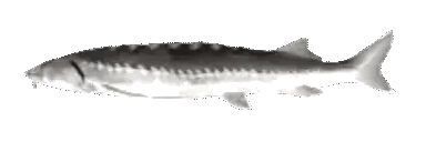 rar